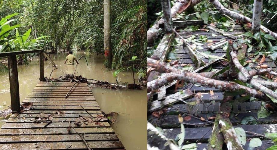 TAMAN Negara Bukit Lambir (gambar kiri) dilanda banjir akibat hujan lebat semalam, laluan ke Gua Niah (gambar kanan) terjejas akibat dihempap pokok tumbang. FOTO Melvin Joni
