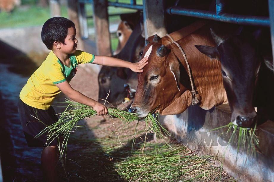 WAN Mohamad Amar Rifqi Wan Mohd Alias, 5, memberi makan kepada lembu di kandang ternakan milik Mohd Saiful Hafez Alias  di Kampung Banggol Tok Jiring, Kuala Nerus, semalam. FOTO Ghazali Kori