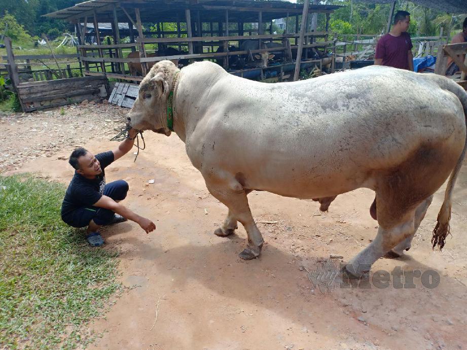 MOHD Amirul, Kampung Banggol Che Hen, Bukit Tunggal bersama lembu baka Belgian Blue seberat 975 kilogram yang akan dikorbankan pada perayaan Aidiladha. FOTO Ahmad Rabiul Zulkifli