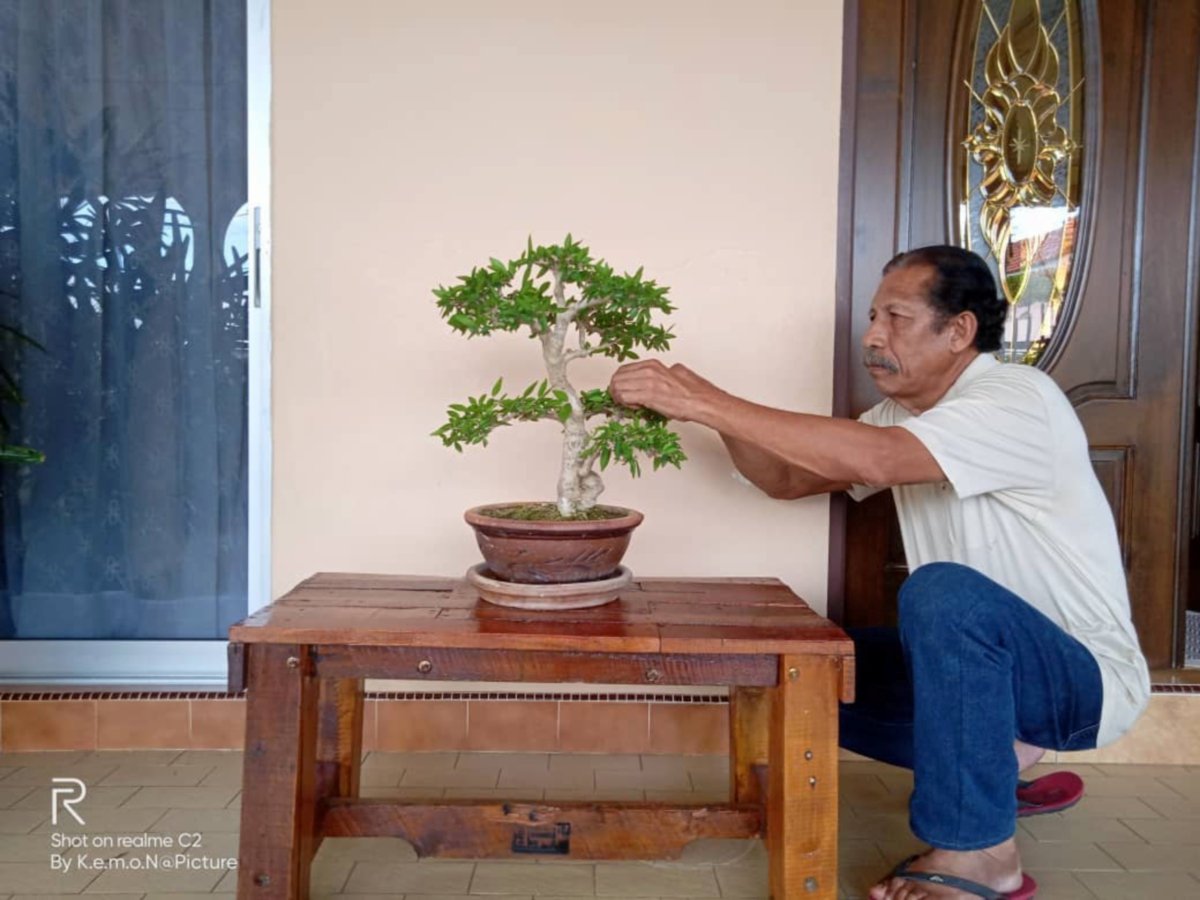 KHOLIN sentiasa pastikan pokok bonsai dalam keadaan baik.