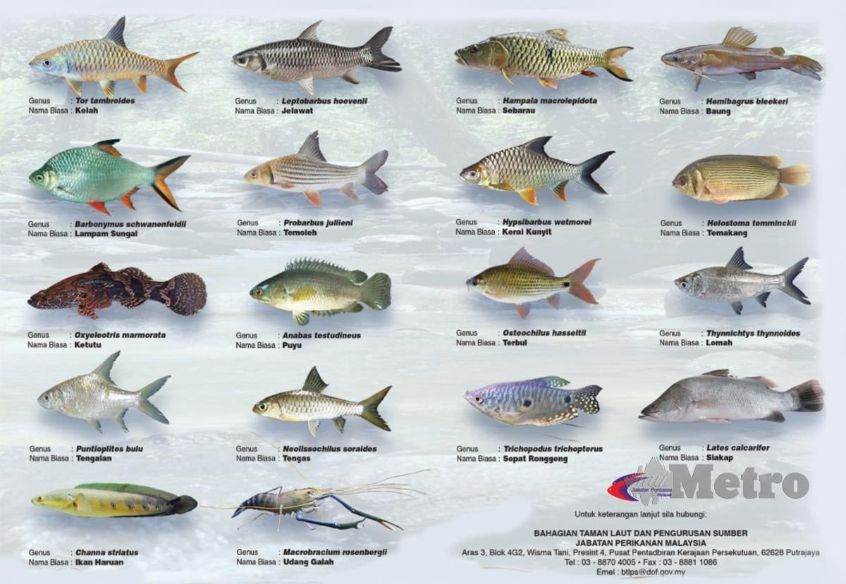 SPESIES ikan asli di Malaysia.