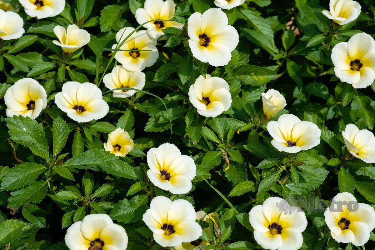 BUNGA Turnera sabulata atau bunga lidah kucing ini sejenis bunga tempatan yang mudah ditanam.