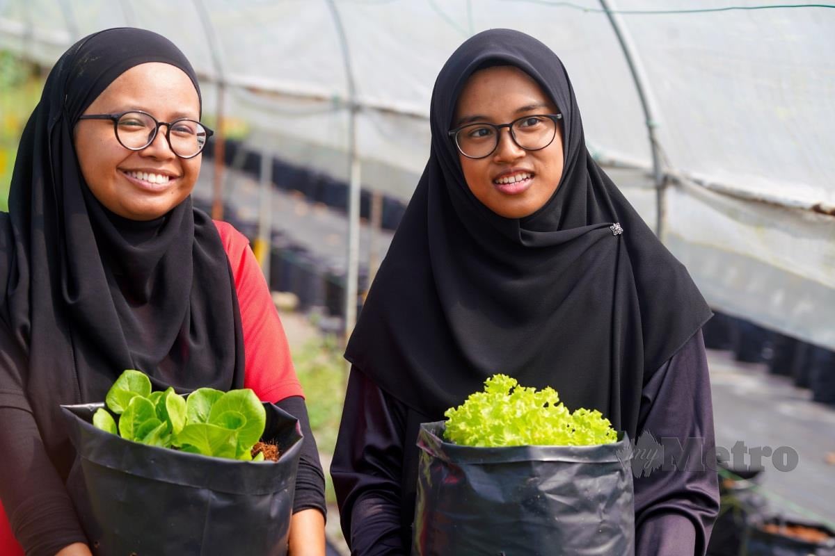 NUR Anissa (kiri) dan Siti Mazatul mengusahakan dua jenis salad iaitu Roman Lettuce dan Green Coral Lettuce bersama-sama peserta lain.