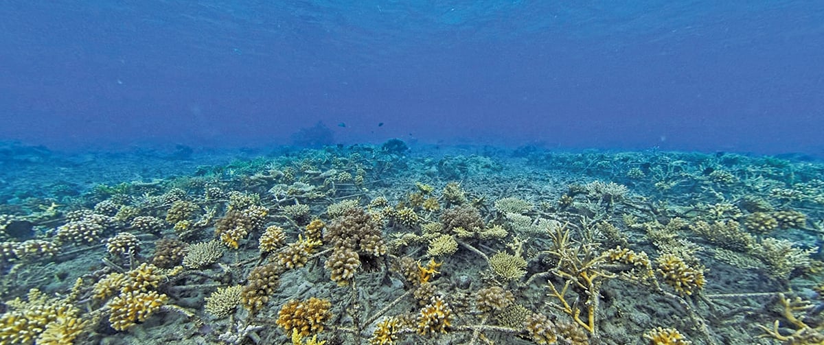TERUMBU karang semakin bertambah selepas program Hope Reef. 