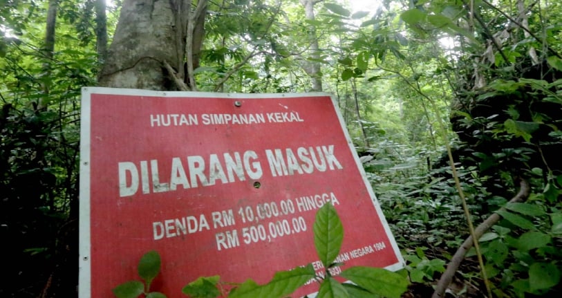 Hutan Simpan Kekal Semenanjung Makin Luas