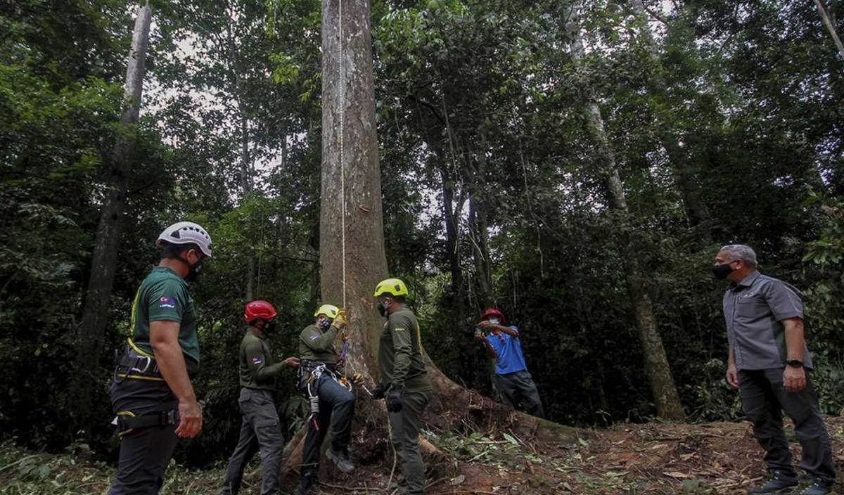 SALIM (kanan) meninjau aktiviti perolehan biji benih pokok menerusi kaedah memanjat oleh Pasukan Pemanjat JPNJ di Hutan Simpan Panti, semalam.