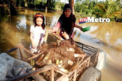 PPIAH Arshad, 48, dan anaknya, Wardina Sumaiyah, 8, menyusun dan meletakkan keladi ke tempat yang lebih tinggi untuk mengelak rosak akibat banjir yang melanda rumahnya dan sekitar kawasan perkampungan di Kampung Parit Mahang, Kuala Selangor. FOTO  Intan Nur Elliana Zakaria