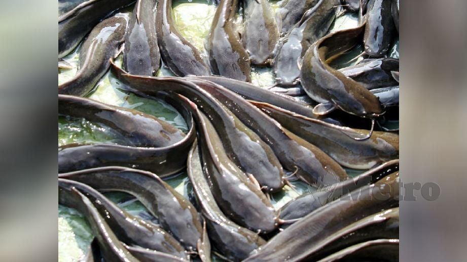 Projek perintis ternak ikan  keli  dalam petak sawah 