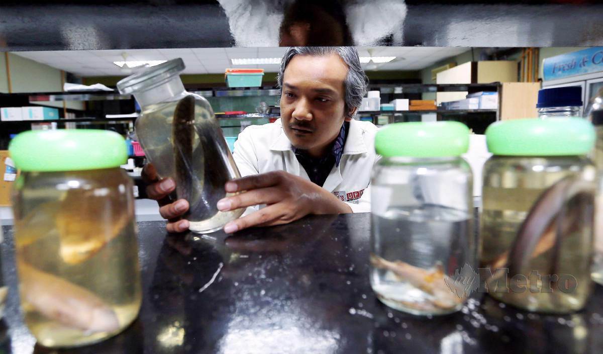 DR Mohammad Noor Amal berada dimakmal mengenai kajian ikan tempatan hampir pupus di perairan Negara di Fakulti Sains, Universiti Putra Malaysia. FOTO Amirudin Sahib
