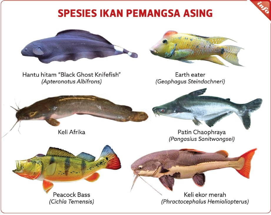 Ikan  Air Tawar Di  Malaysia  Jadi tidak heran jika di  