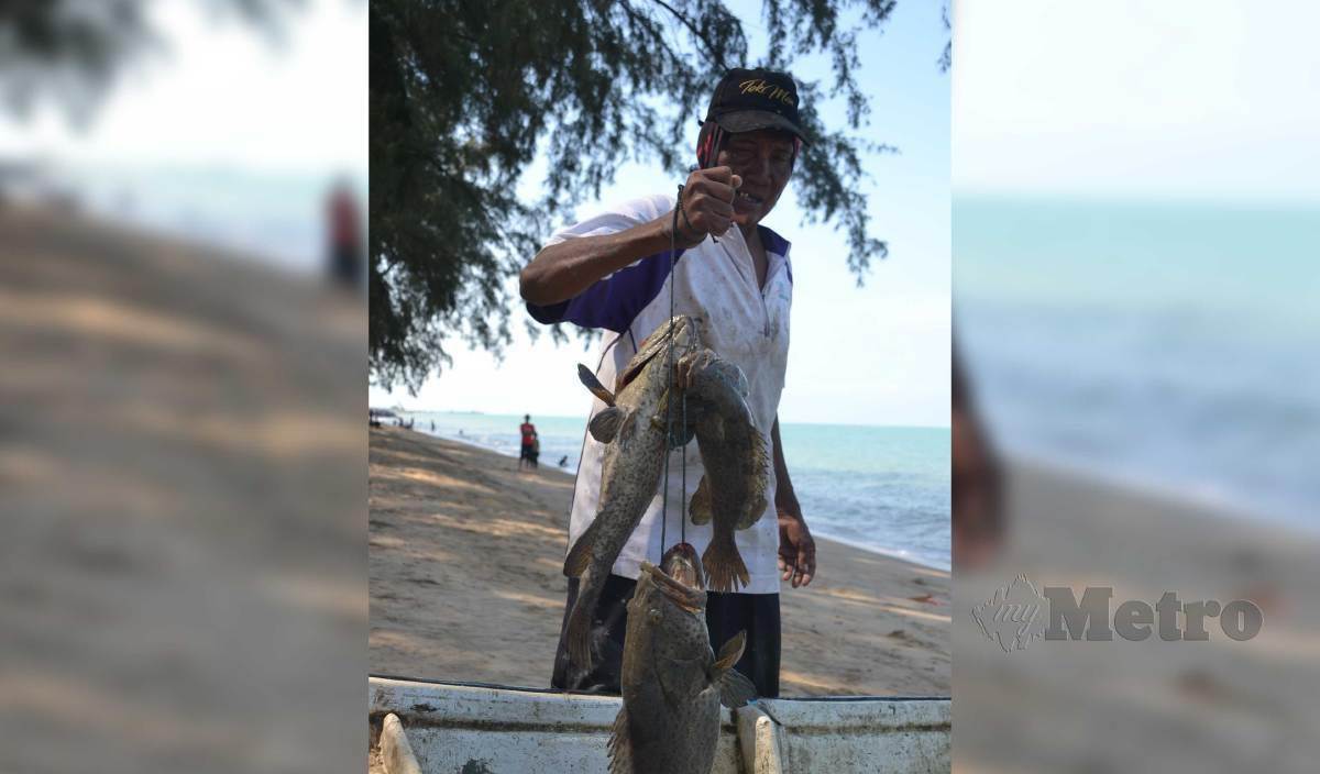 AREF mempamerkan tiga ikan kerapu cantik masih hidup yang ditangkap dengan menggunakan bubu sejurus selepas mendarat di Pangkalan Nelayan Kampung Pantai Rombang, Pantai Puteri, Tanjung Kling. FOTO Hassan Omar