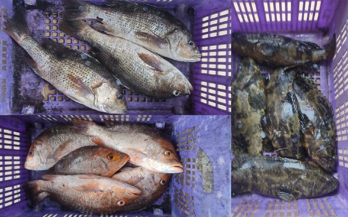 Ikan hidup yang dirampas Maqis Johor dalam pemeriksaan di Kompleks Sultan Abu Bakar, semalam. FOTO IHSAN MAQIS