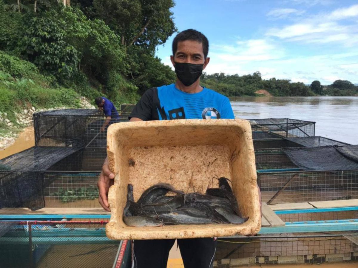 Rohaimin Yusoff menunjukkan ikan keli yang sudah matang dan boleh dijual kepada peniaga kedai makan dan restoran di sekitar Kuala Krai. FOTO HAZIRA AHMAD ZAIDI