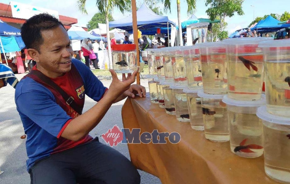HAMIZAN menunjukkan pelbagai jenis ikan laga dijualnya di Pekan Sehari di Pekan, hari ini. FOTO Mohd Rafi Mamat.