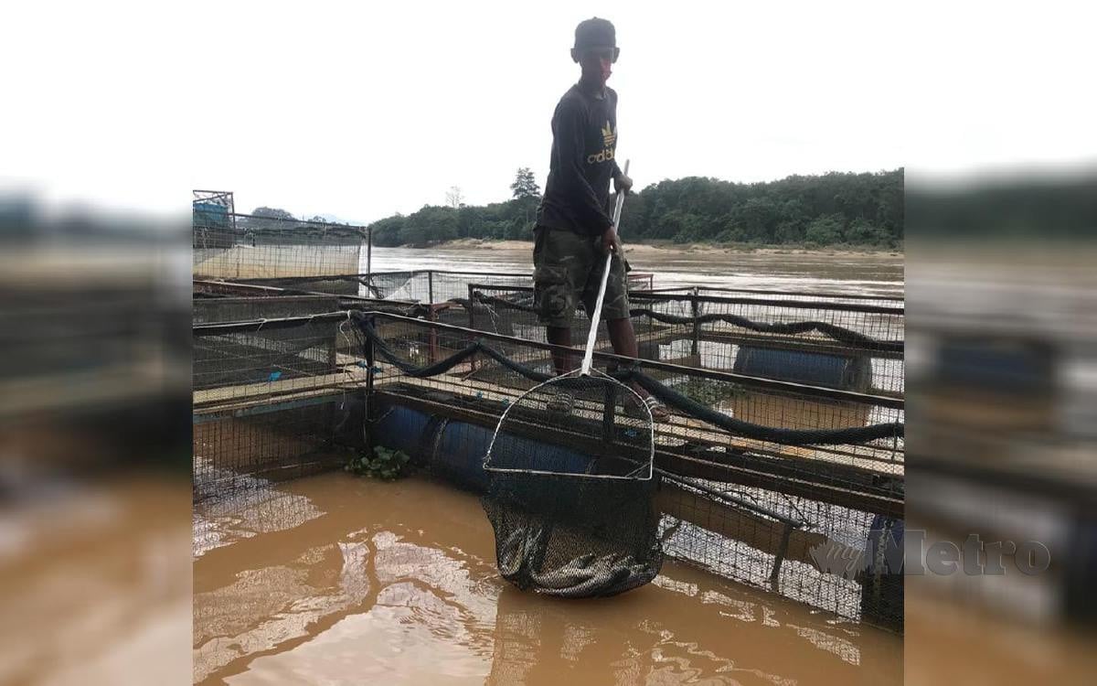 IKAN yang mati di dalam sangkar akibat kekurangan oksigen selepas paras air sungai naik berikutan hujan yang berterusan beberapa hari lalu. FOTO HAZIRA AHMAD ZAIDI