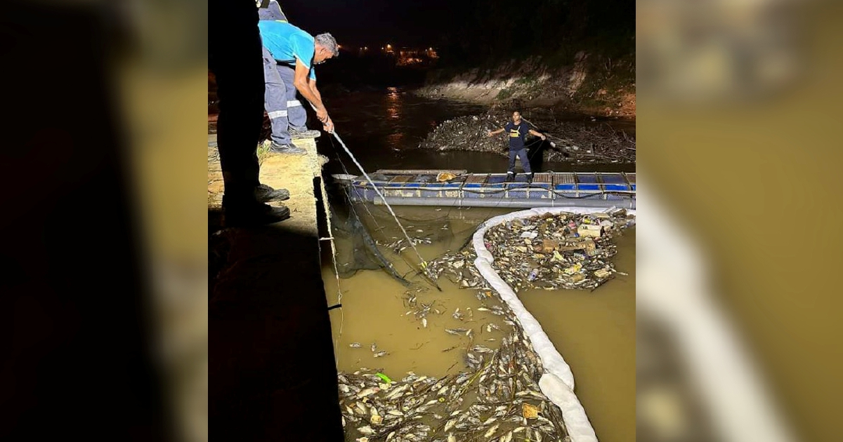 Ratusan ikan mati di perangkap sampah akibat pencemaran minyak kelapa