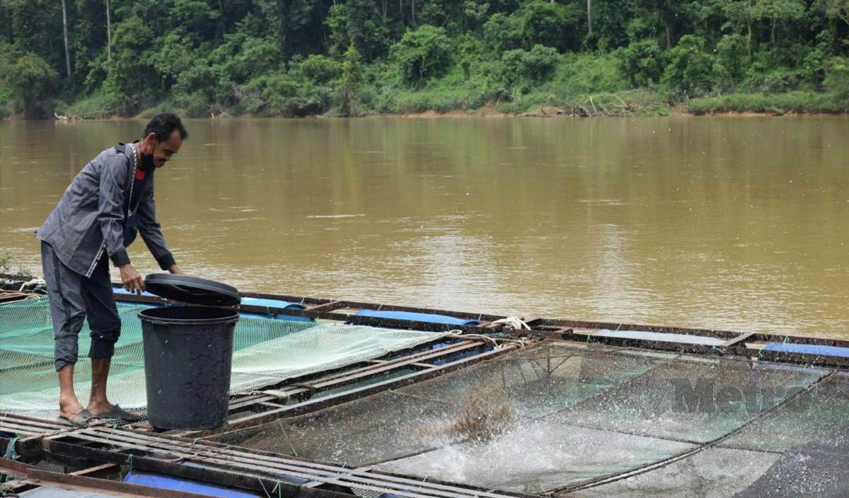 PENTERNAK ikan sangkar di Sungai Jelai di Kampung Ganding berharap dalam Belanjawan 2022, kerajaan akan memberi tumpuan terhadap pemulihan ekonomi, kursusnya kepada penternak ikan air tawar secara sangkar atau kolam. FOTO Roselan Ab Malek