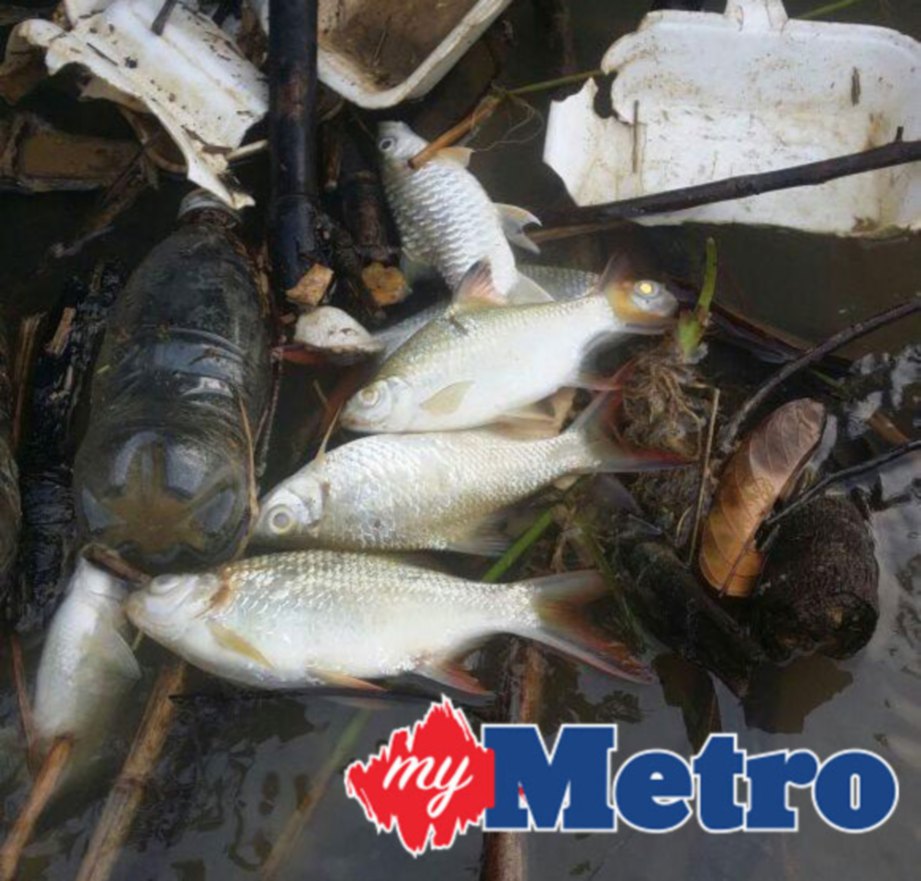 Ribuan ikan  mati di Sungai Bernam Harian  Metro