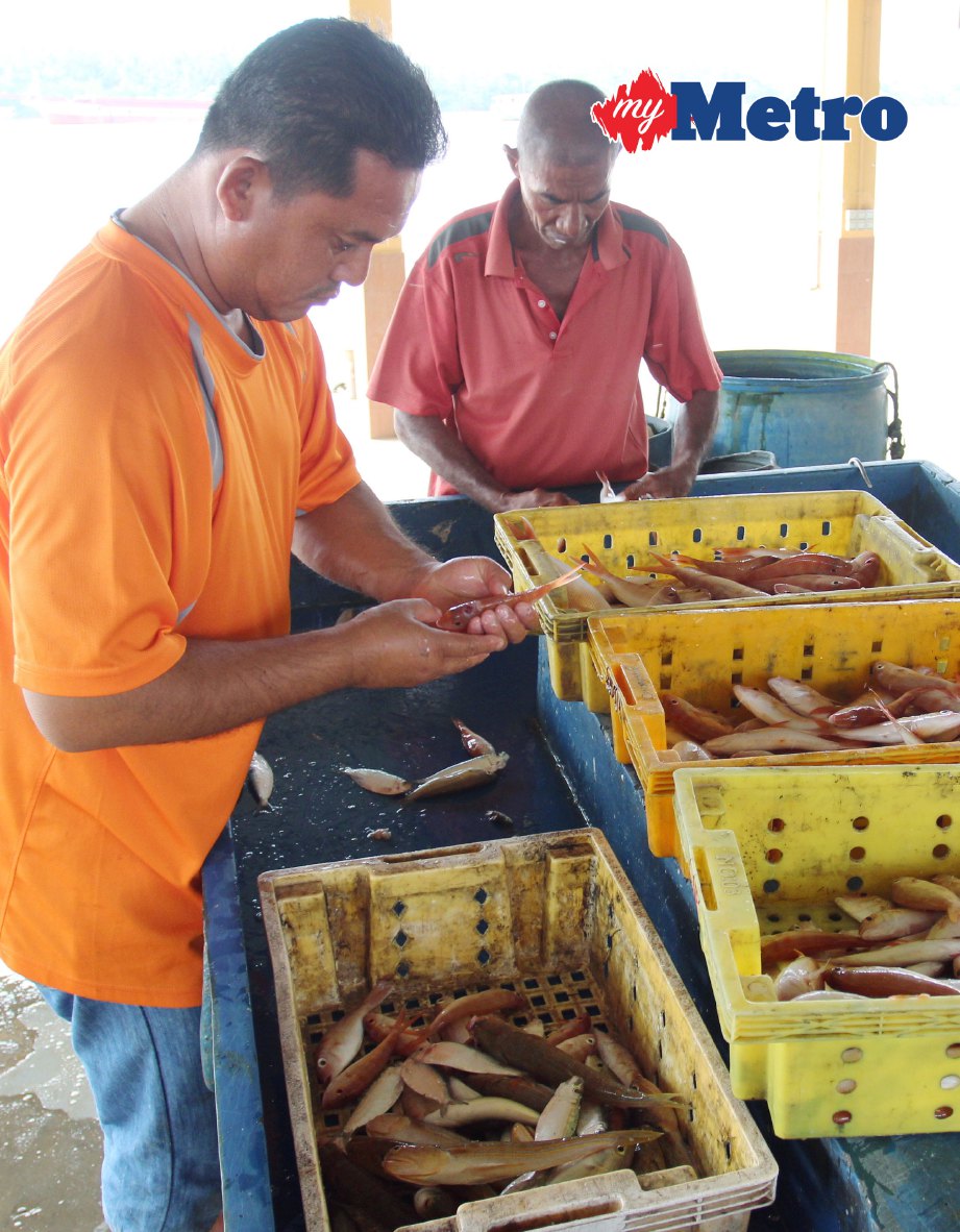 MD Yunus  memilih ikan yang elok untuk dijual. FOTO Nik Abdullah Nik Omar