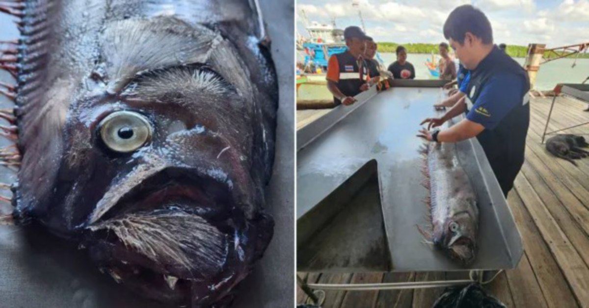 IKAN spesis óarfish' yang ditangkap nelayan Thailand. FOTO Agensi