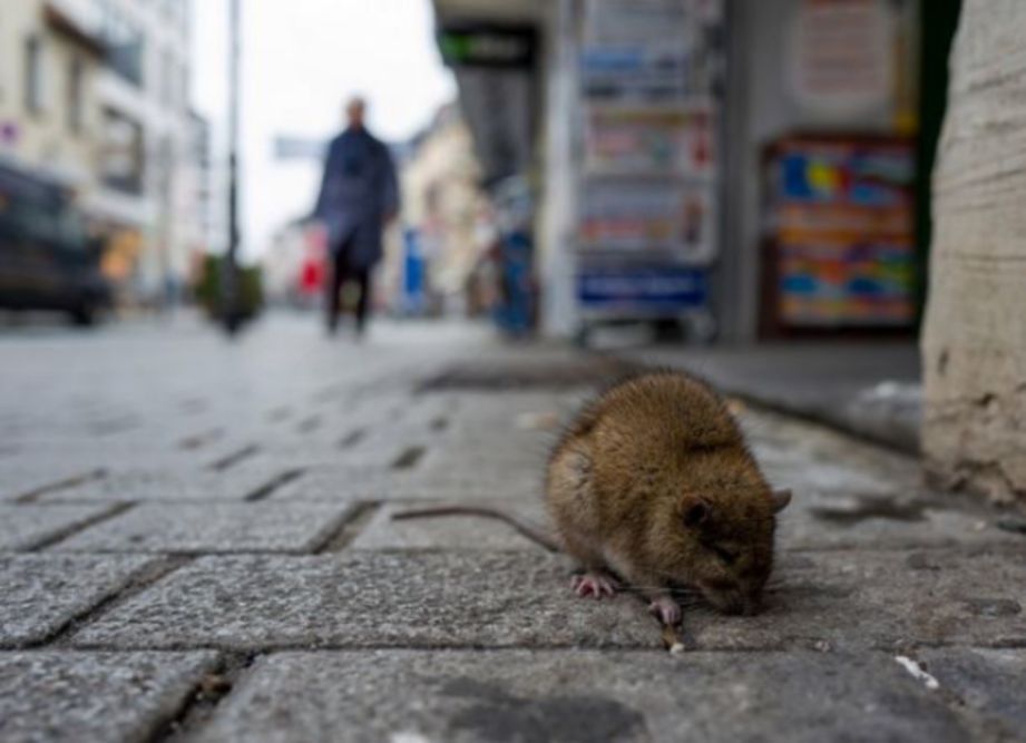 KEHADIRAN tikus membimbangkan penduduk kerana ia boleh menyebarkan penyakit. 