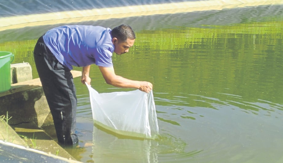 ANAK ikan lomah dari haceri (rumah pembiakan) dipindahkan ke kolam asuhan.