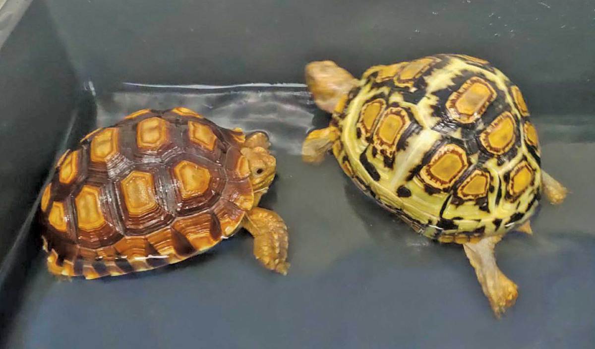SEPASANG kura-kura darat spesies Afrika (Sulkata Tortoise dan Leopard Tortoise) kini menjadi kesayangan Muhamad Zaki.