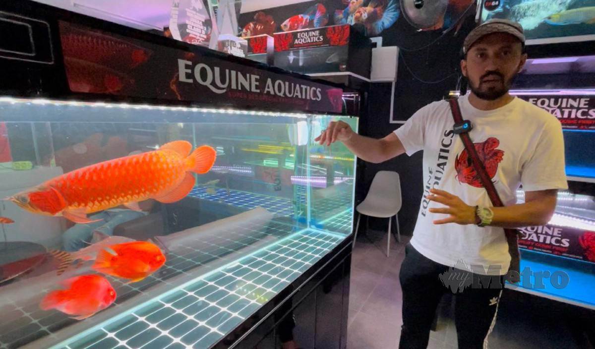 ARHAM menunjukkan ikan arowana super red kapuas miliknya yang ditawar pada harga RM20,000. FOTO Ahmad Rabiul Zulkifli 