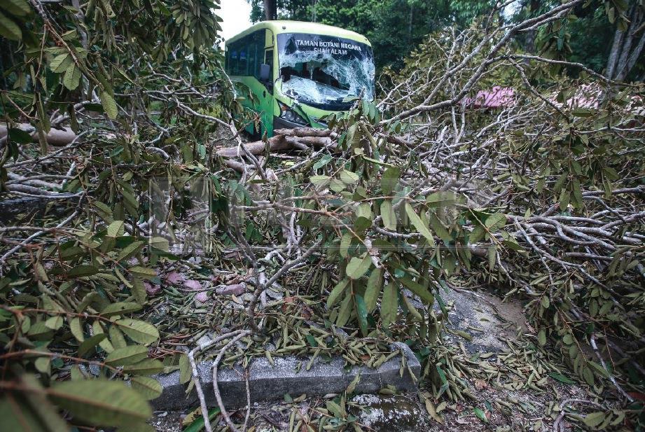 HUJAN lebat serta ribut menyebabkan pokok tumbang dan merosakkan sebuah bas di Taman Botani Negara, Shah Alam. FOTO Sairien Nafis