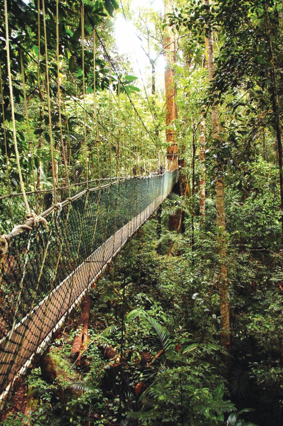 PEMANDANGAN hutan di Kuala Tahan boleh dinikmati pengunjung. FOTO Sumber Google