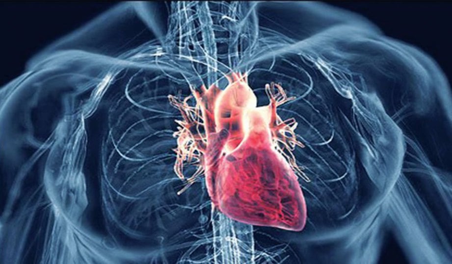 KADAR degupan jantung orang dewasa antara 60 hingga 100 kali seminit.