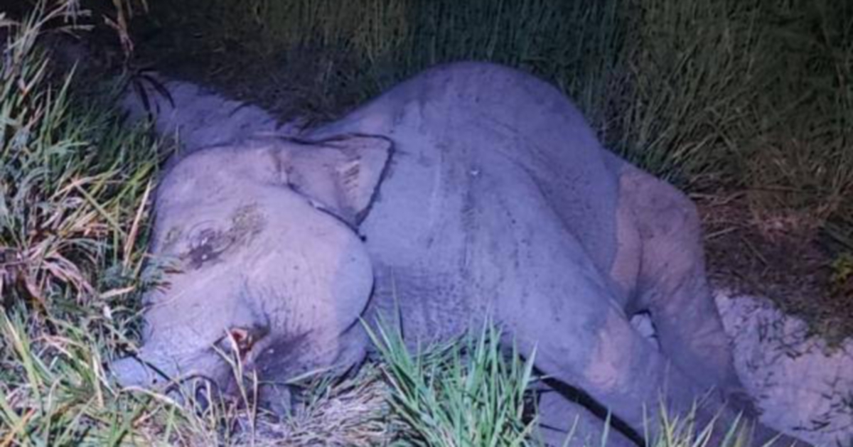 Anak gajah mati dilanggar kereta api