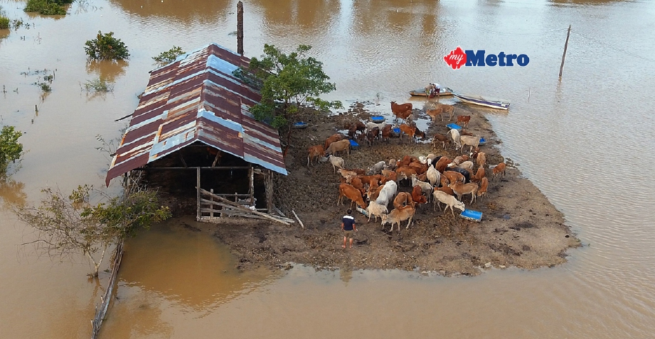 Keadaan lembu yang terkepung akibat banjir di Kampung Sungai Ganchong, Pekan. - Foto Bernama