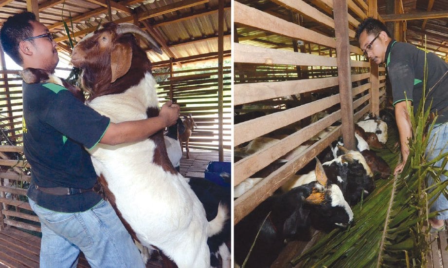 AMINUL Fikri mula dengan modal RM7,000 beli 13 kambing ketika semester akhir.