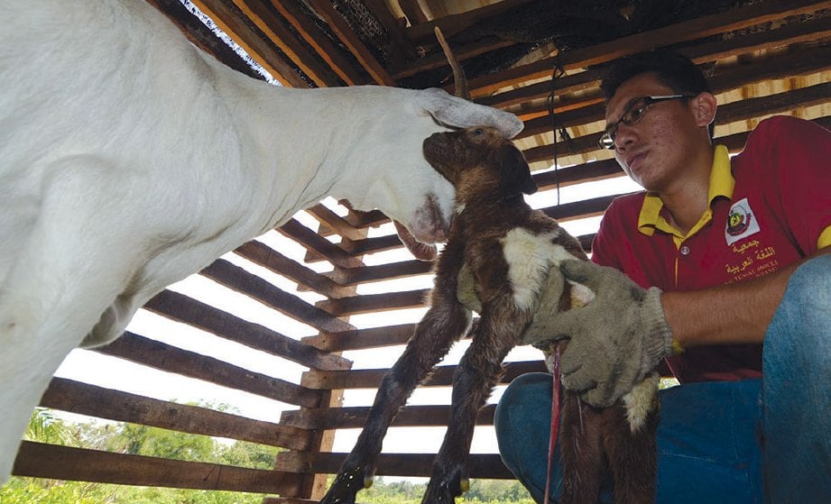 PEKERJA, Ahmad Sabri Abdul Razak menyambut kelahiran anak kambing.