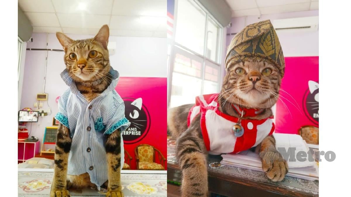 Kucing peliharaan Nuranis yang dipakaikan baju. FOTO ihsan pembaca