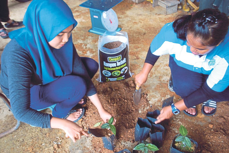 KAKITANGAN Cawangan Membaikbiak Herba dan Pokok (MHP), Bahagian Bioteknologi Perhutanan FRIM  memasukkan kompos ke dalam beg semaian pokok kacip fatimah.