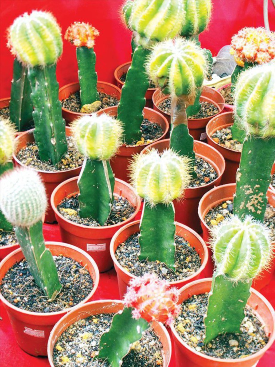 DAPATKAN pelbagai jenis kaktus mini supaya gaya hiasan benar-benar menarik perhatian.