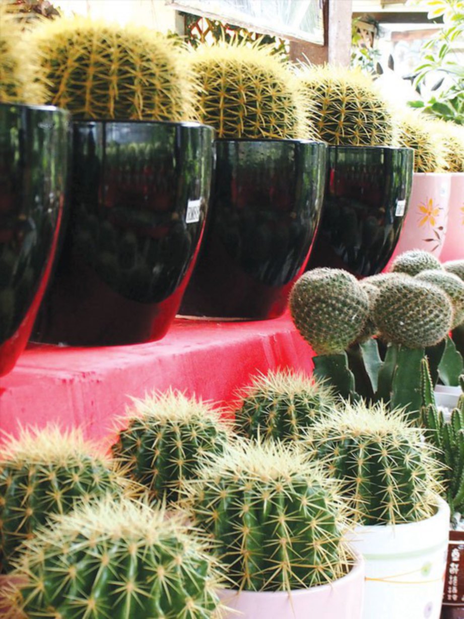 Idea taman kaktus mini | Harian Metro