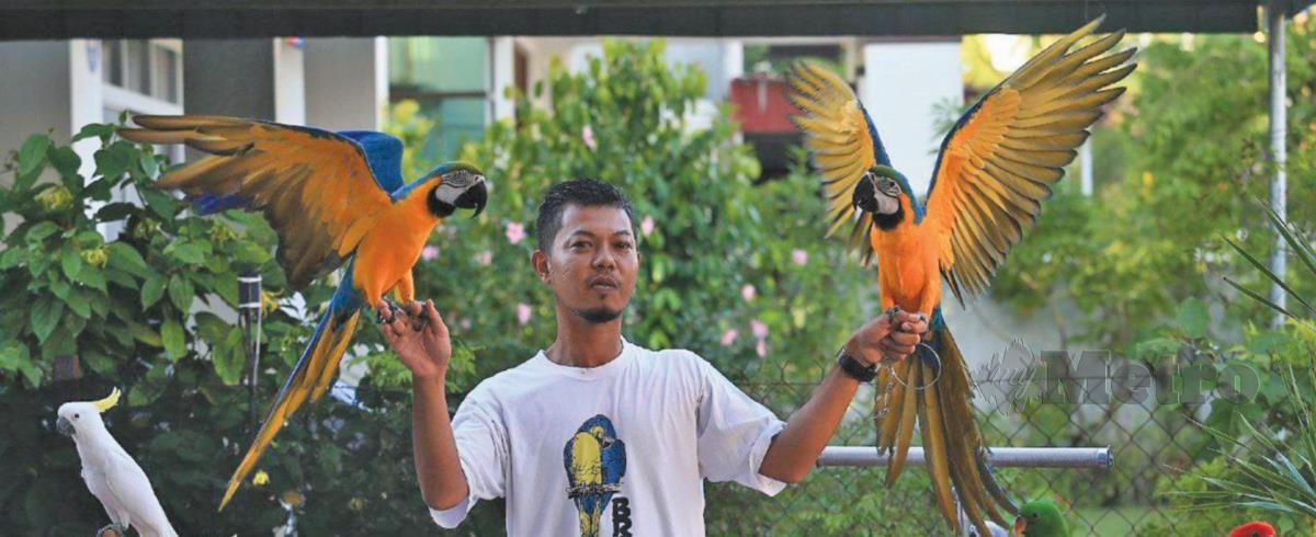 MOHD Azarizan bersama burung kakaktua peliharaannya. FOTO Ghazali Kori