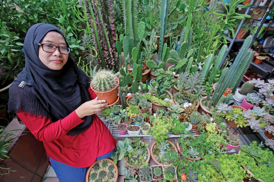 FARDAHILA Omar melihat  pokok kaktus di rumahnya. FOTO Syarafiq Abd Samad