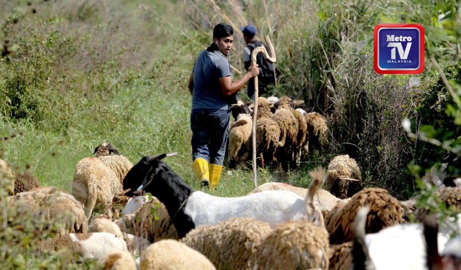 AHMAD Zaidi  membawa kambing peliharaannya meragut rumput. FOTO Azhar Ramli