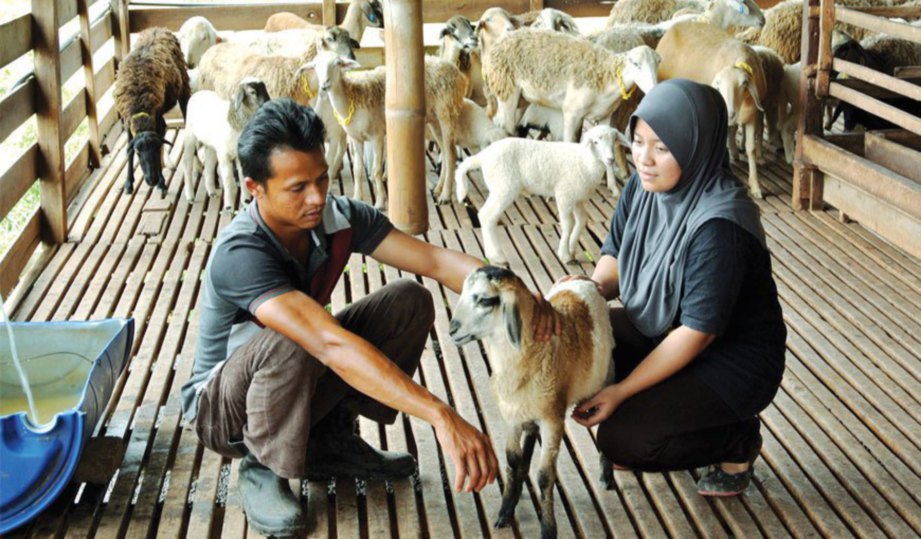 MOHAMAD Ambri bersama Norwanidah memeriksa anak kambing.