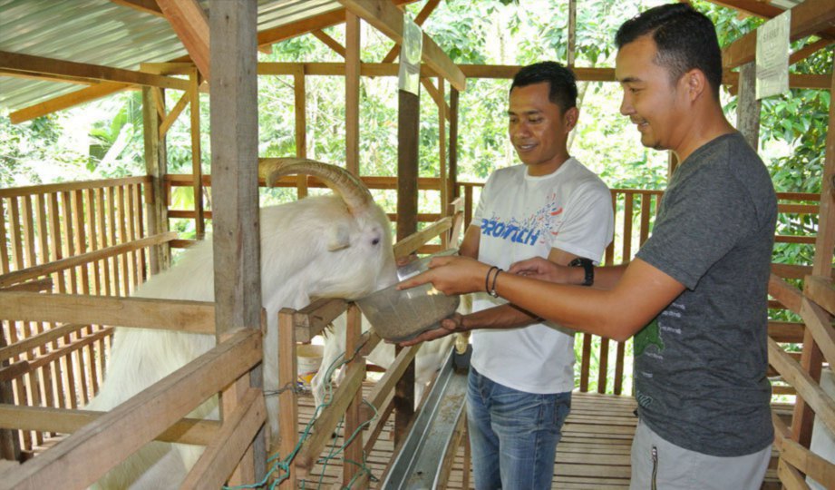 MOHD Amin (kiri) memberi kambing makanan di kandang belakang rumahnya di FELDA Lui Timur.