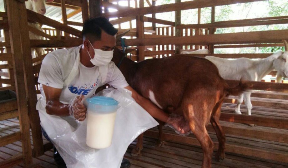 PROSES memerah susu kambing.