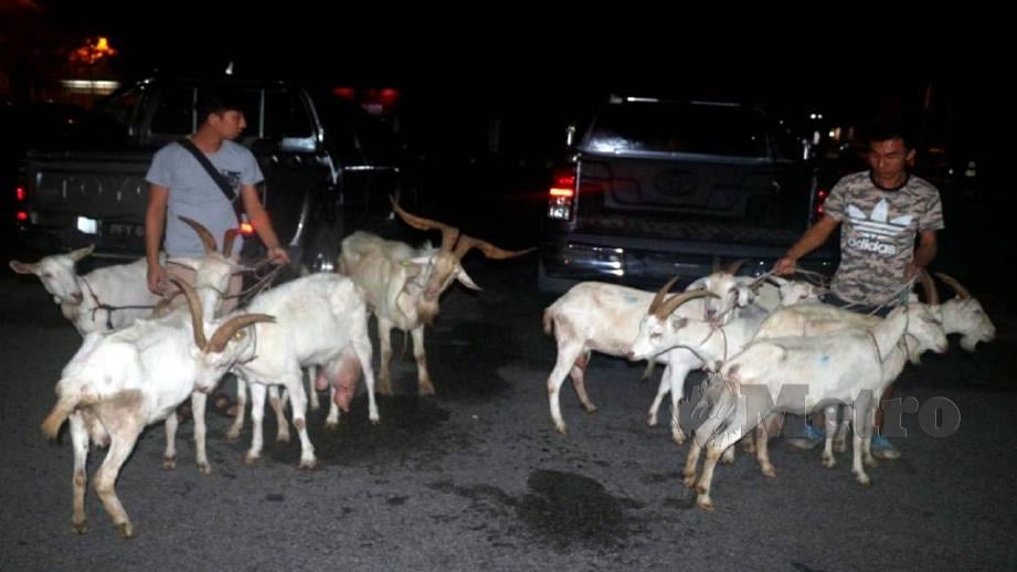 Antara kambing curi di ladang ternakan di Kubang Semang, Bukit Mertajam yang berjaya ditemui semula selepas empat suspek ditahan polis. Foto Ihsan PDRM