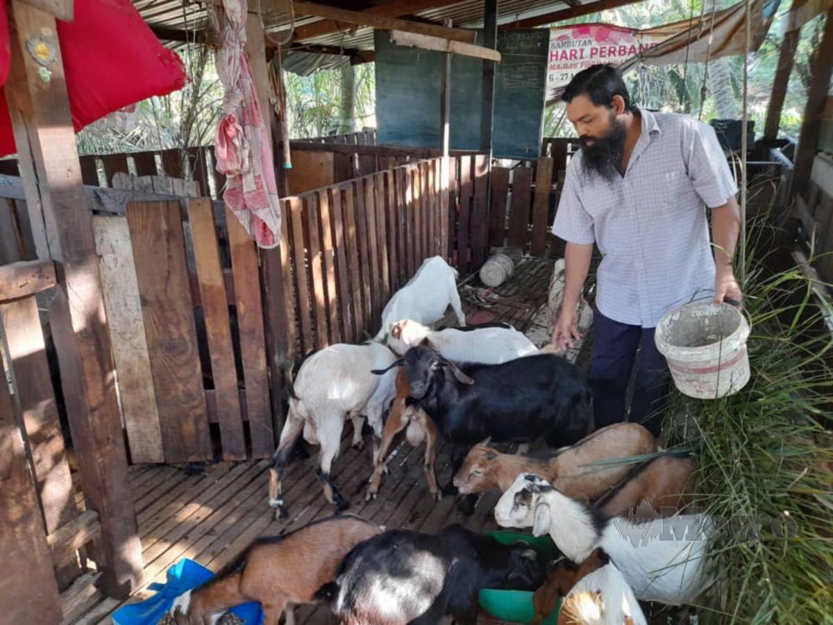 MOHD Fadzil memberi makan kepada kambing terselamat dalam banjir besar di kandang kambingnya. FOTO HASSAN OMAR.