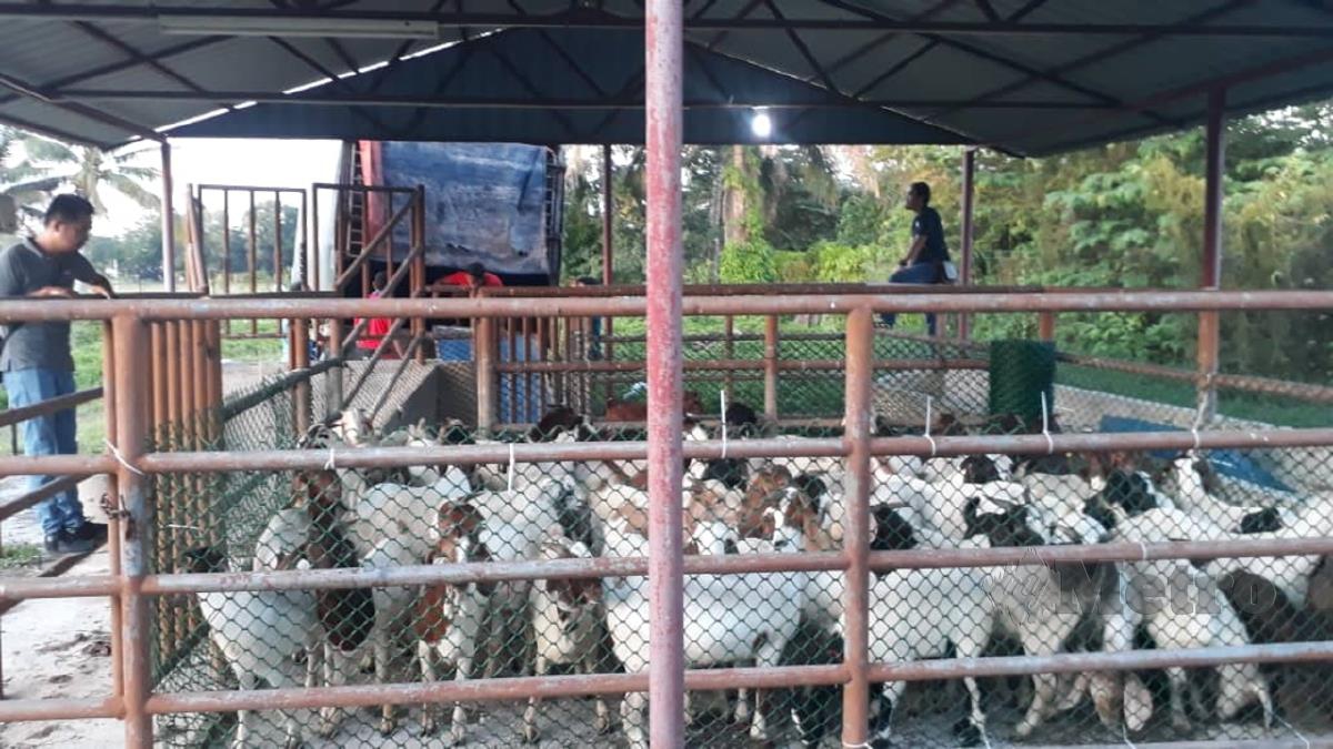 ANTARA kambing yang dirampas. Zatul Iffah Zolkiply. 