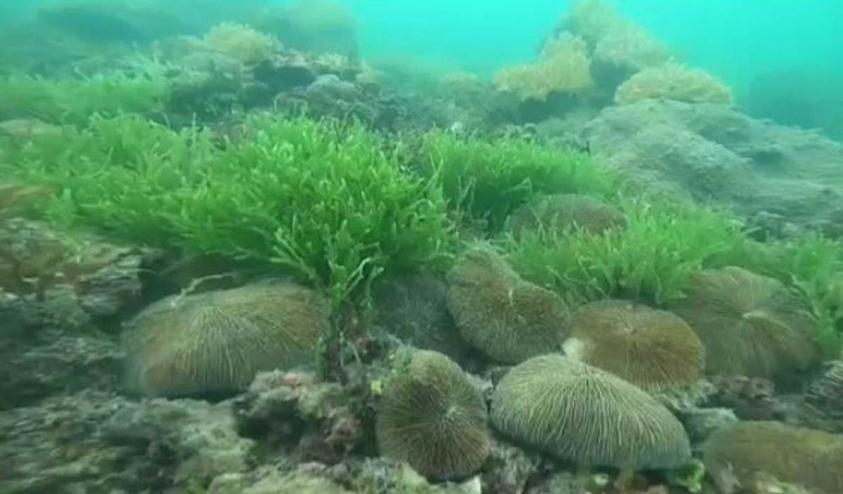 BEBERAPA terumbu karang yang cantik di perairan Port Dickson yang sempat dirakam oleh penyelam. FOTO Ihsan Jabatan Perikanan Negeri Sembilan