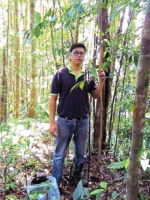 POKOK gaharu di Hutan Gunung Tebu, Besut.
